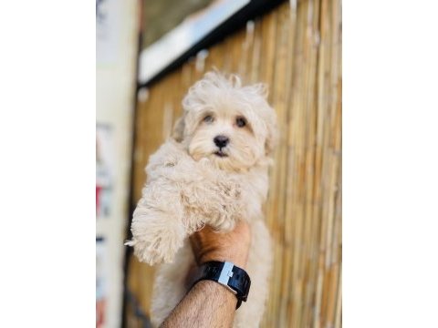 Orjinal mini boy garantili maltipoo
