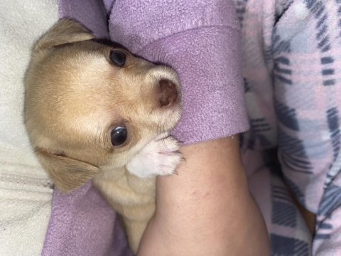 Chihuahua yavruları