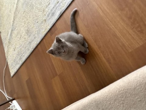 British shorthair yavru 2 mart doğumlu