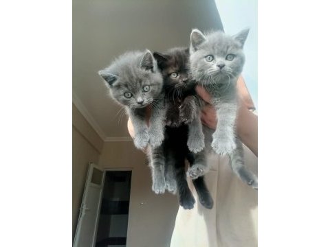 British longhair yavrular