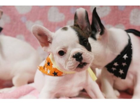 French bulldog yavruları