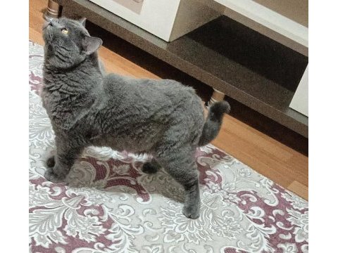 Scottish fold erkek kısırlaştırılmış kedimiz