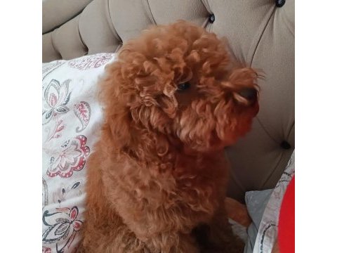 Safkan erkek poodle yavrumuz teslime hazırdır