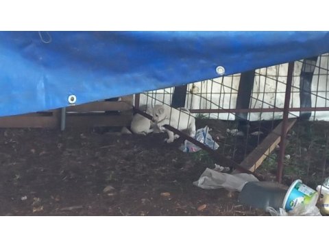 15 günlük akbaş yavrularımız