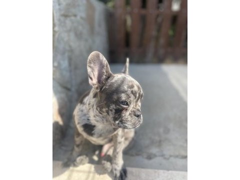 Erkek 7 aylık merle tan french bulldog