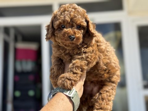 Ruhsatlı çiftlikde ziyarete açık toy poodle