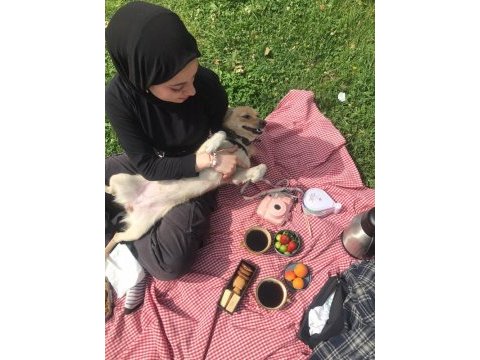 Jack russell melezi balım yeni yuva arıyor