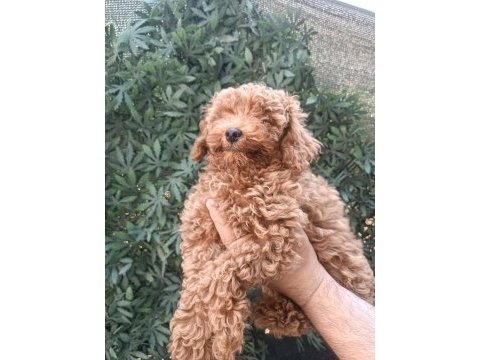 Ev ortamında toy poodle yavrular