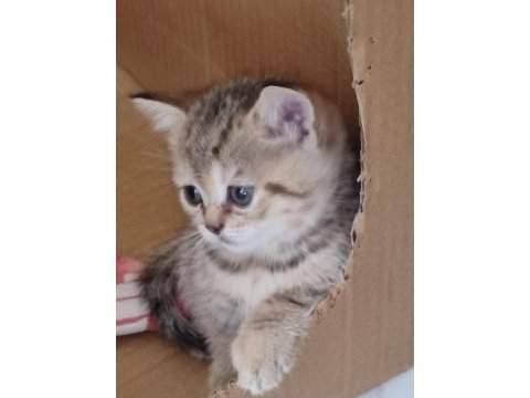 Alanya scottish fold ve straight beyaz gri erkek yavrular