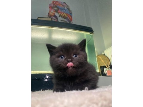 2 aylık british shorthair erkek