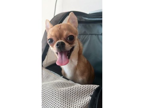 Chihuahua 8 aylık çipli erkek yavrumuz