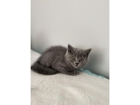 British shorthair 2 aylık dişi