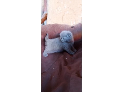 British shorthair kedimiz adana seyhan