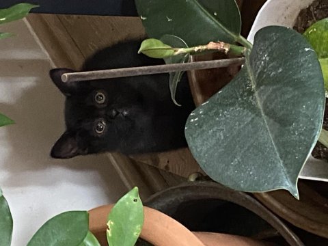 British shorthair kızım kendisini yeni yuvasını arıyor