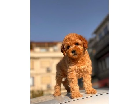 Red toy poodle yavrular