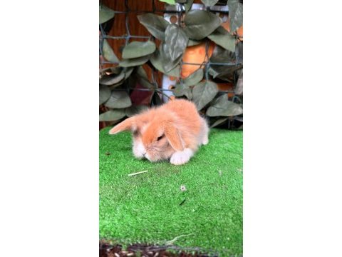 Safkan hollanda lop ve cüce tavşan yavrular