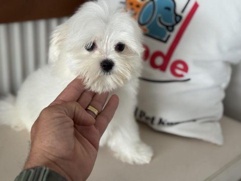 Çok özel tea cup kore kan maltese yavrumuz