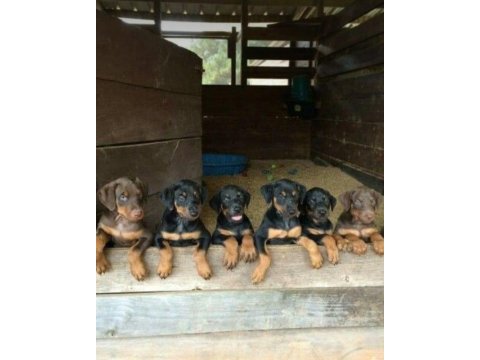 Siyah ve kızıl king doberman yavrularımız