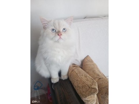 Chinchilla erkek safkan