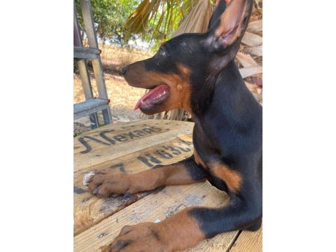 Doberman köpekler acil yeni yuvalarına hazırlar