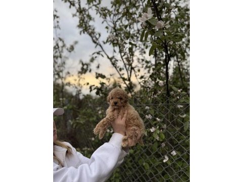 Poodle yavrumuz yeni yuvasını arıyor