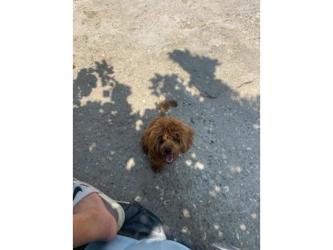 Yetişkin toy poodle