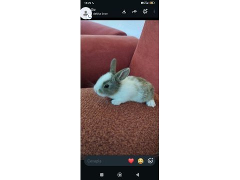 Yavru tavşan için ulaşın