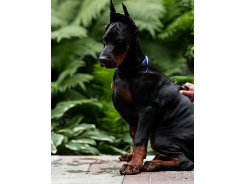 Doberman kapıda ödemeli çiftlik kredi kartı geçer