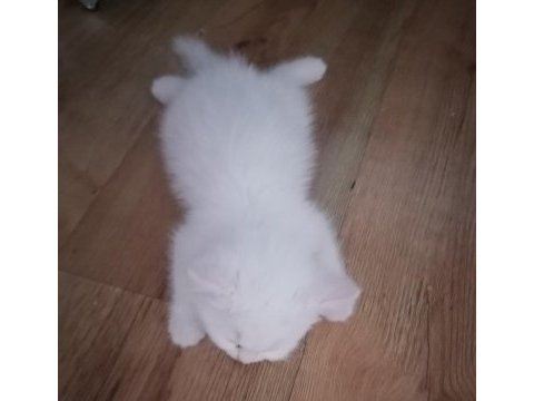 British shorthair scottish straight