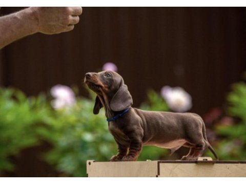 Dachshund sosis köpek mini her renk yavrularımız