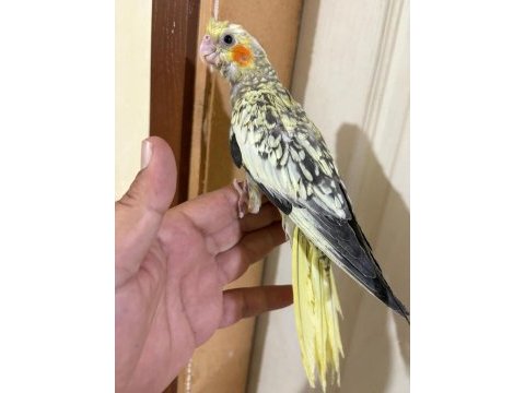 41 günlük harika sultan papağanı bebek