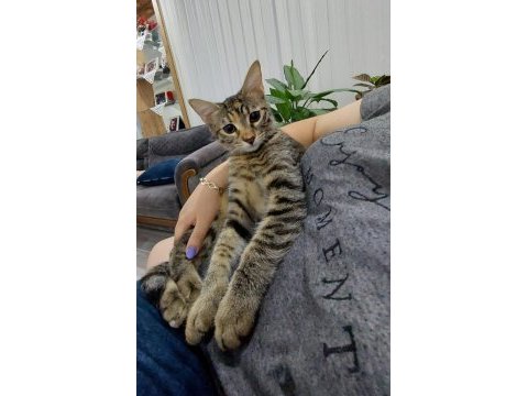 Tekir 2 aylık kedimiz