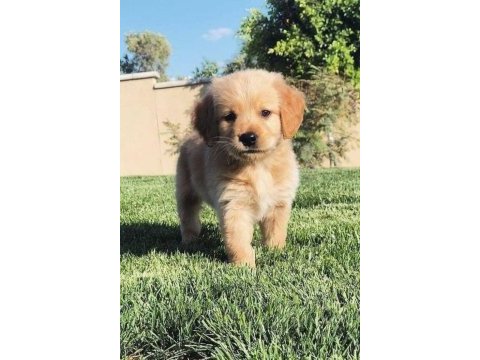 Safkan golden retriever yavrularımız