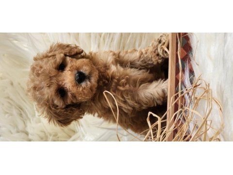 Veteriner teknikerinden toy poodle