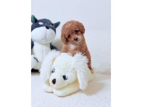 Toy poodle safkan