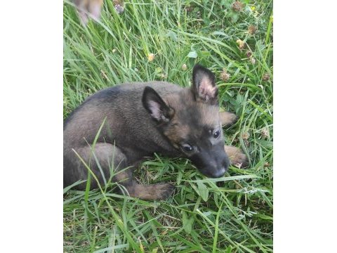 Şecereli belçika malinois yavruları
