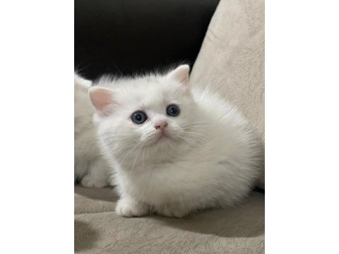 2 aylık bayram şekeri british shorthair