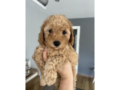 Toy poodle ev doğum
