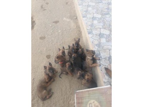 Belçika malinois yavruları hırslı