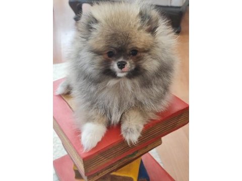 Pomeranian yavru