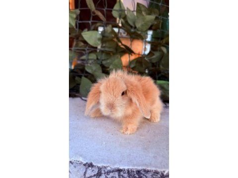 Orjınal hollanda teddy lop tavşanı yavrularımız