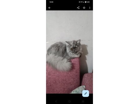 Kızıma ve oğluma (kedilerime) yuva arıyorum