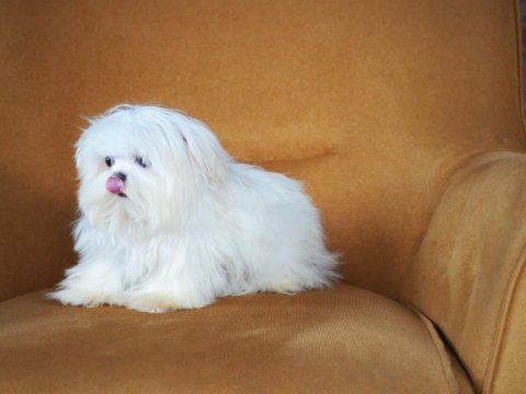 Maltese yavruları