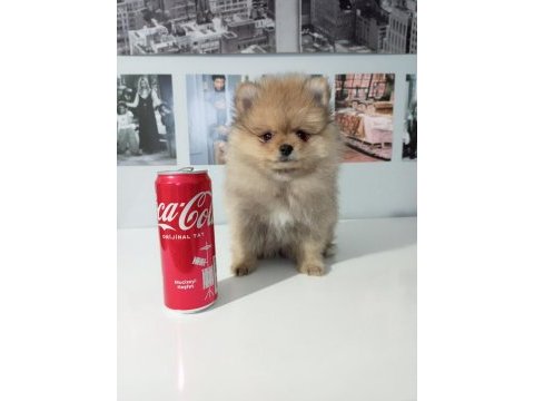 A kalite pomeranian yavrular