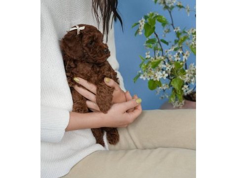 Irk garantili toy poodle yavruları