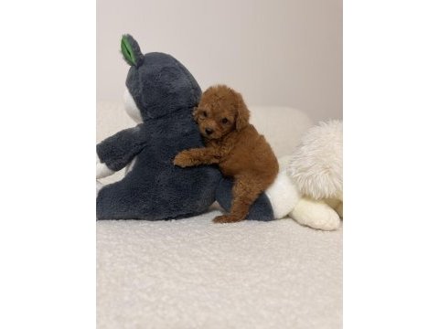 Orjinal toy poodle yavrularımız