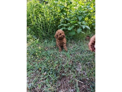 Toypoodle bebekler 