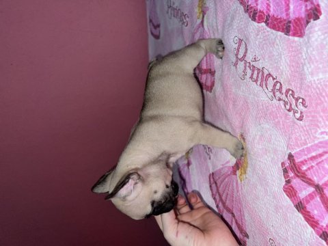 Fransız bulldog bebeklerım