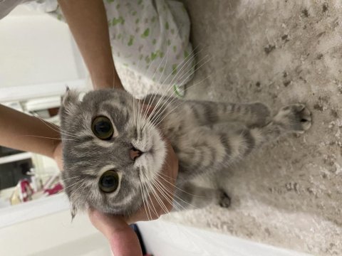 Scottish fold