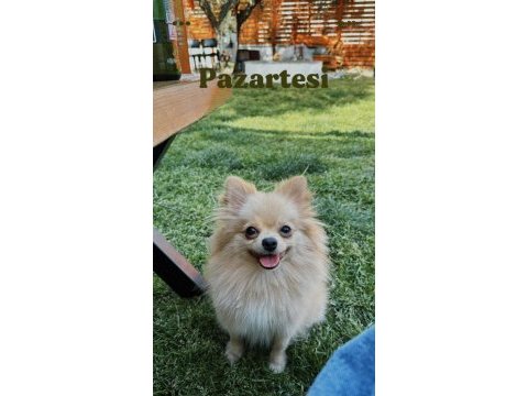 Pomeranian köpeğimiz izmir